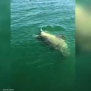 سمكة عملاقة تلتهم سمكة قرش