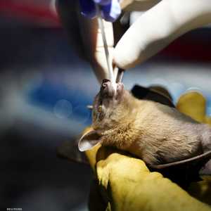 الباحثون جمعوا عينات جديدة من الخفافيش في كمبوديا