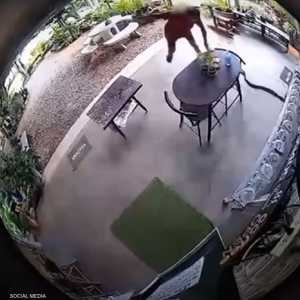 انقضاض أفعى على رجل