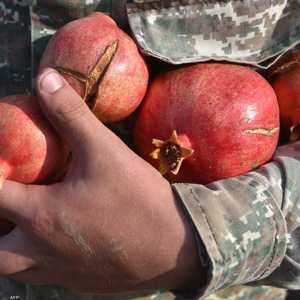 دراسة تكشف فوائد عظيمة للرمان