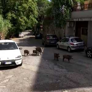 أصبحت عائلات كاملة من الخنازير البرية مشهدا يوميا في روما