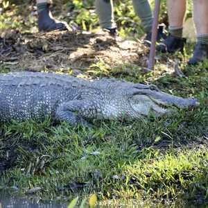 أرشيفية.. تمساح في أستراليا