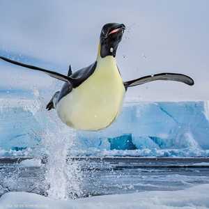 ستشارك الجائزة في مهرجان الأضواء الاستثنائي "كاليدوسكوب".