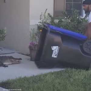 الشاب أمسك التمساح بمهارة يحسد عليها