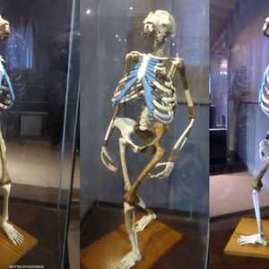 نسخة مطابقة لأقدم هيكل عظمي للبشر تسمى "لوسي"