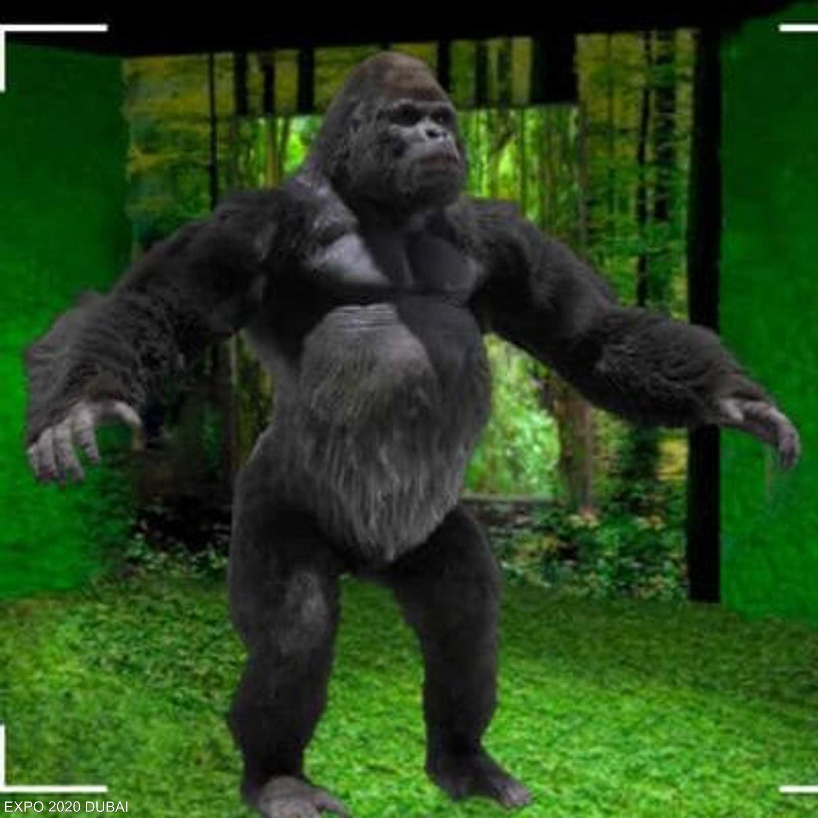 غوريلا نادرة