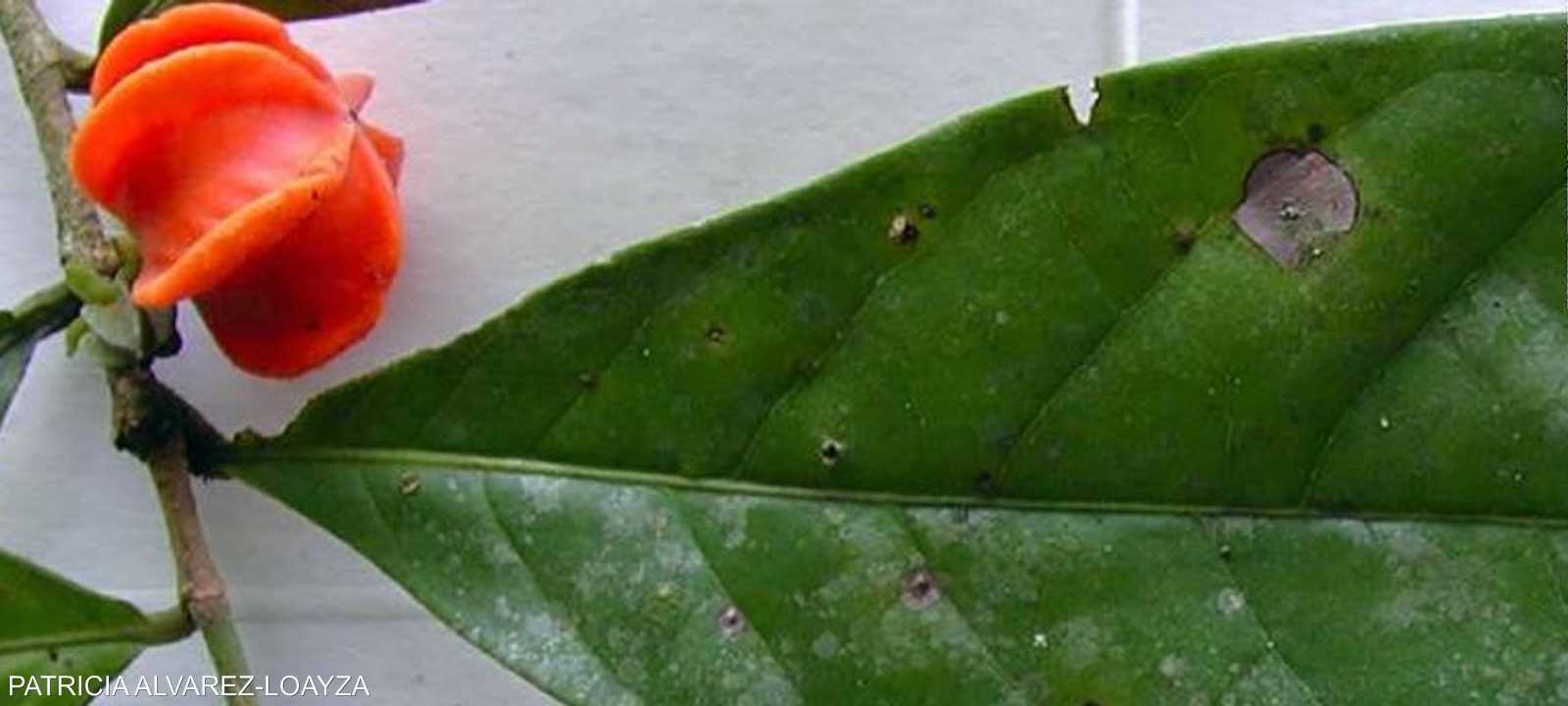 النبات الجديد له شكل جذاب