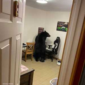 دب ضخم يقتحم منزل عائلة في كندا