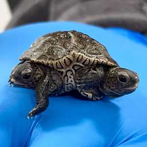 العاملون في المركز يراقبون عن كثب نشاط السلحفاة.