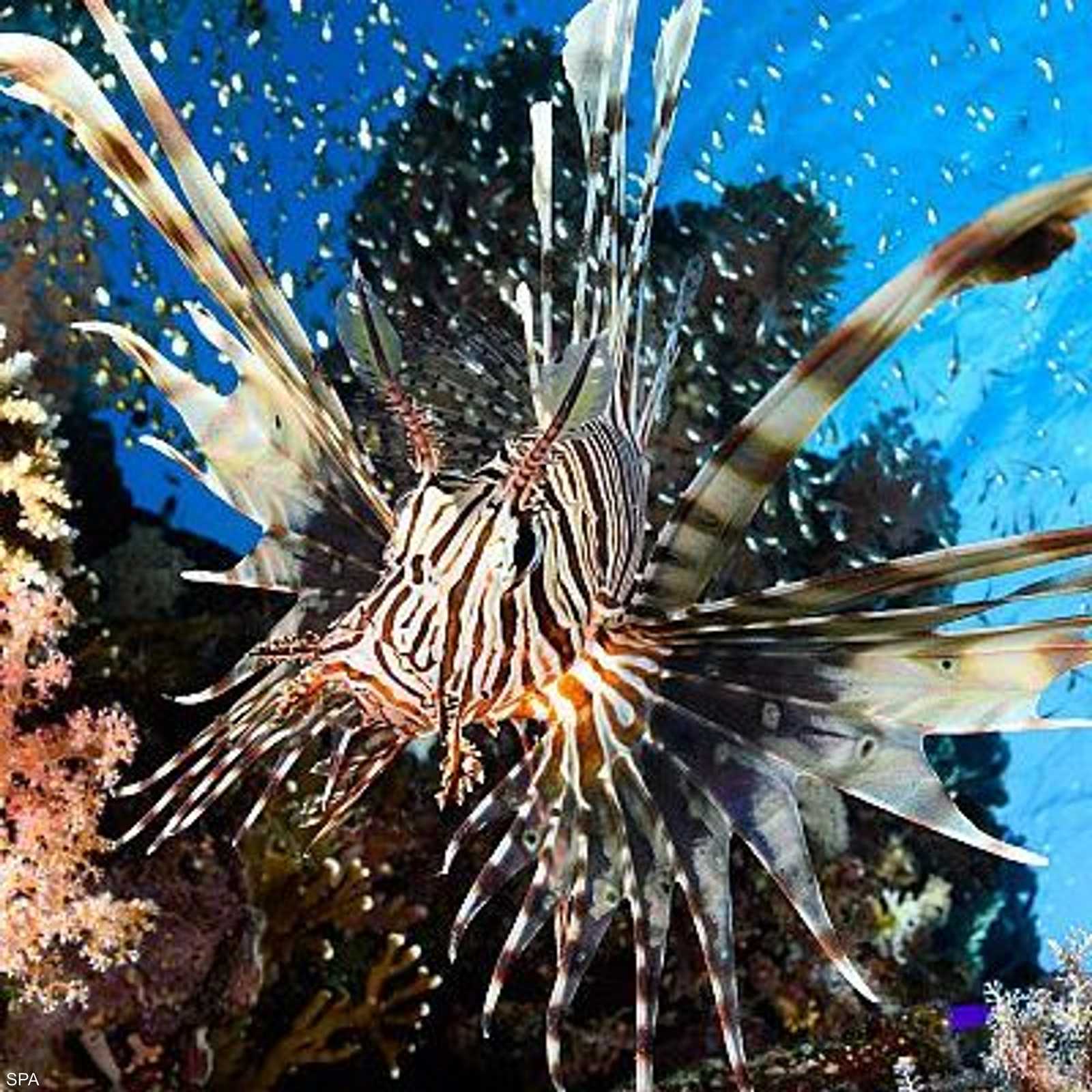 البعثة قامت بأكثر من 960 ساعة من الأبحاث