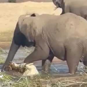 أنثى الفيل بعد أن سحقت التمساح