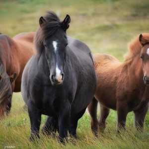 فحص 162 عالما عظام أكثر من 270 حصانا