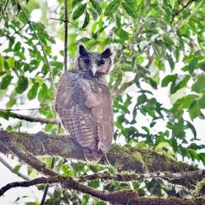 بومة النسر لم تشاهد منذ 150 عاما تقريبا