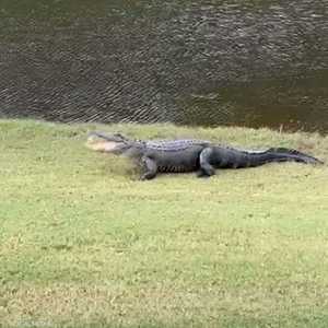 تمساح يلتقط كرة غولف