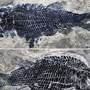 السمكة التي وجدت في الصين عاشت قبل 244 مليون سنة