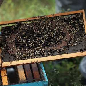 أرشيفية.. خلية نحل في إحدى المزارع