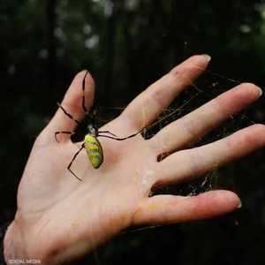 العنكبوت جورو