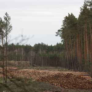 إعلان غلاسكو سيغطي غابات بمساحة حوالى 21 مليون كيلومتر مربع