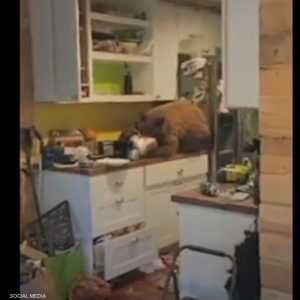 دب يقتحم مطبخا في كاليفورنيا