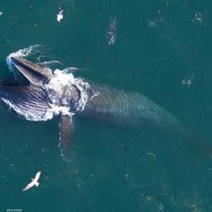 تأكل الحيتان لحوالي 100 يوم في السنة