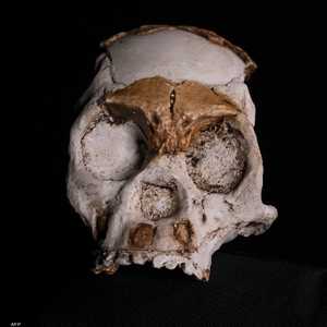 يعود تاريخ البقايا الأحفورية إلى 250 ألف سنة.