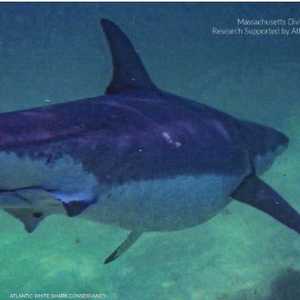 سمكة القرش ظهرت ببطن ممتئلة