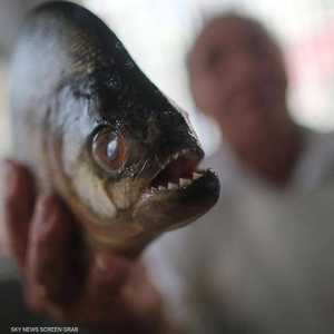 تشتهر أسماك البيرانا بأسنانها الحادة