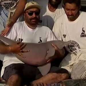 ضلّ دولفين نهر السند الأعمى الطريق إلى ممر مائي مزدحم