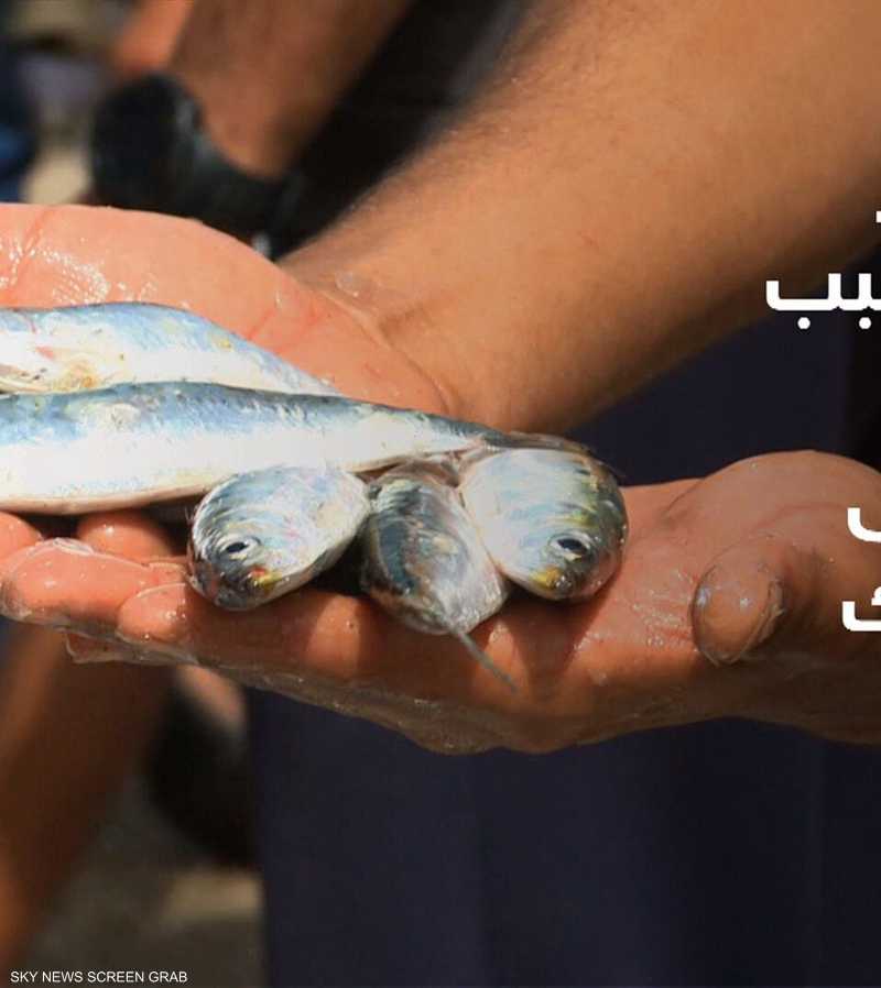 بحث: أسماك السردين أصبحت أصغر حجما بسبب تغيرات بيئية