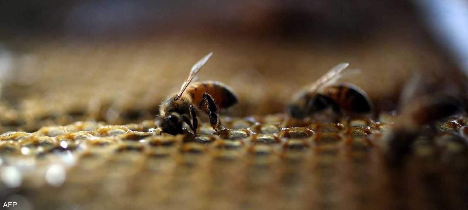 نحل العسل يصدر صوتا مخيفا حين يتعرض لهجوم