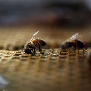 نحل العسل يصدر صوتا مخيفا حين يتعرض لهجوم