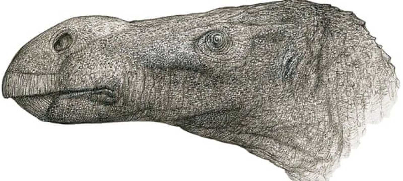 صورة توضح شكل الديناصور المكتشف