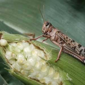 الجراد ثاني حشرة يعترف بها الاتحاد الأوروبي كغذاء.. أرشيفية