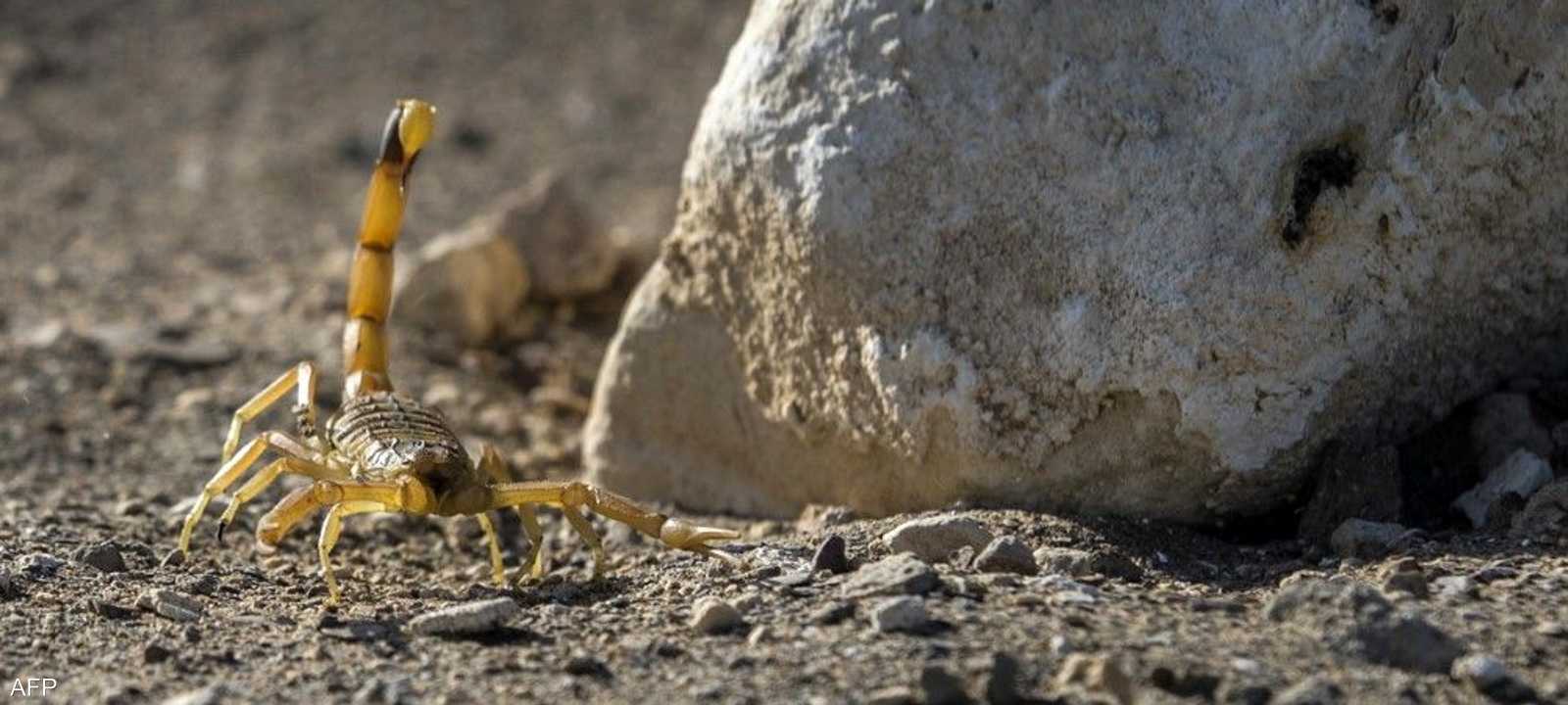 أرشيفية.. عقرب في الصحراء المصرية