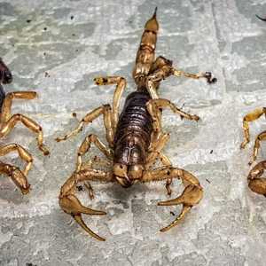 عدد كبير من العقارب هاجم سكان أسوان