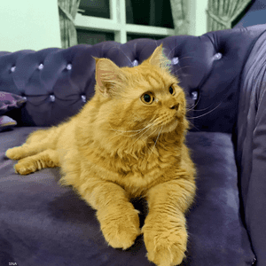 القطط تصاب أيضا بفيروس كورونا