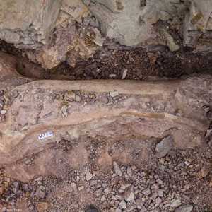 الديناصورات عاشت في جنوب البرازيل قبل 70 إلى 80 مليون سنة