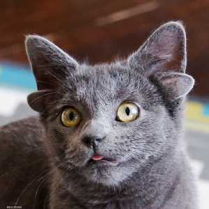 القطة ميداس حديث وسائل التواصل في تركيا