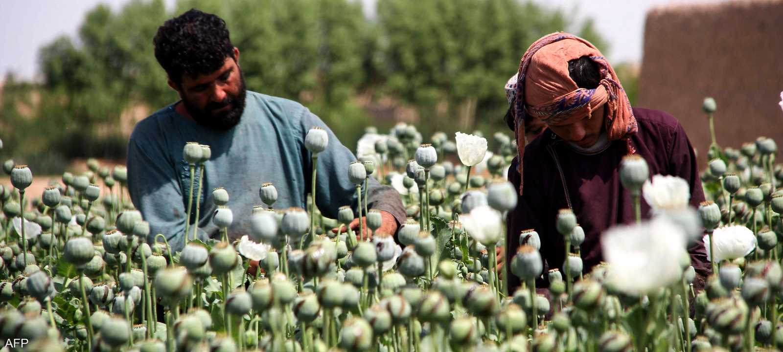 المزارعون الأفغان يقولون إنهم اضطروا لزراعة زهرة الخشخاش