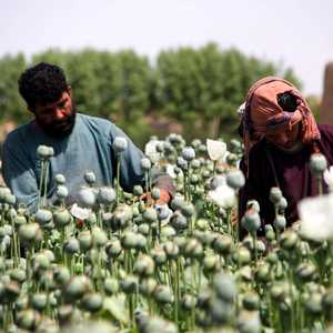 المزارعون الأفغان يقولون إنهم اضطروا لزراعة زهرة الخشخاش