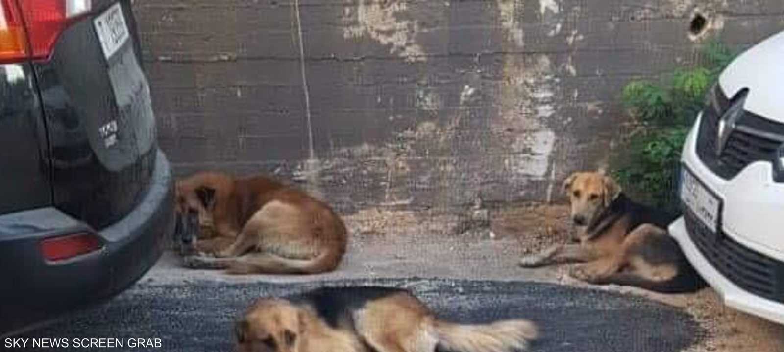 الكلاب الضالة ثير قلق سكان طرابلس