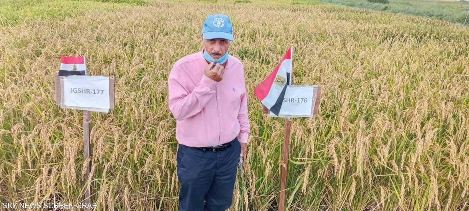 إنجاز زراعي كبير حققته الإنتاجية المصرية للأرز