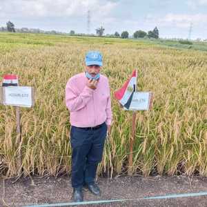 إنجاز زراعي كبير حققته الإنتاجية المصرية للأرز