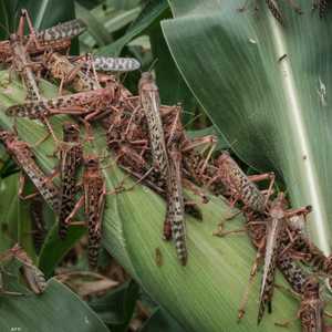 الجراد غني بالبروتين