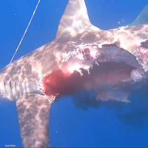 صورة مروعة تبين نصف القرش الذي تم التهامه