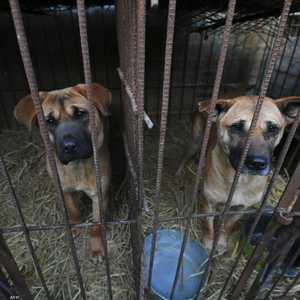 كوريا الجنوبية تدرس فرض حظر على أكل لحوم الكلاب