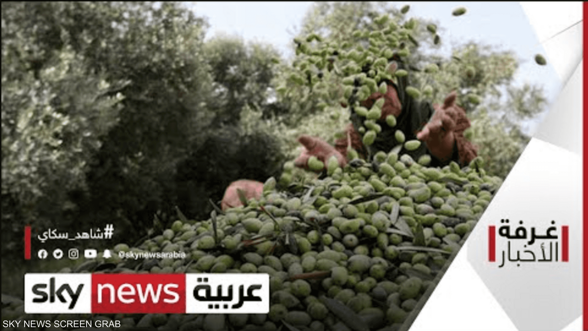 تونس.. توفير فرص عمل لـ 1600 عامل خلال موسم الزيتون