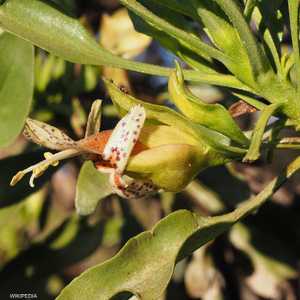 نباتات "إريموفيلا غاليتا"