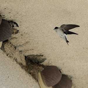 أرشيفية.. السنونو من الطيور المهددة بالانقراض ببريطانيا