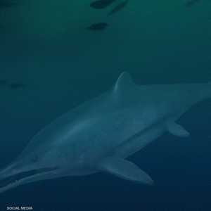 اكتشف فريق من الباحثين الدوليين زاحفا منقرضا